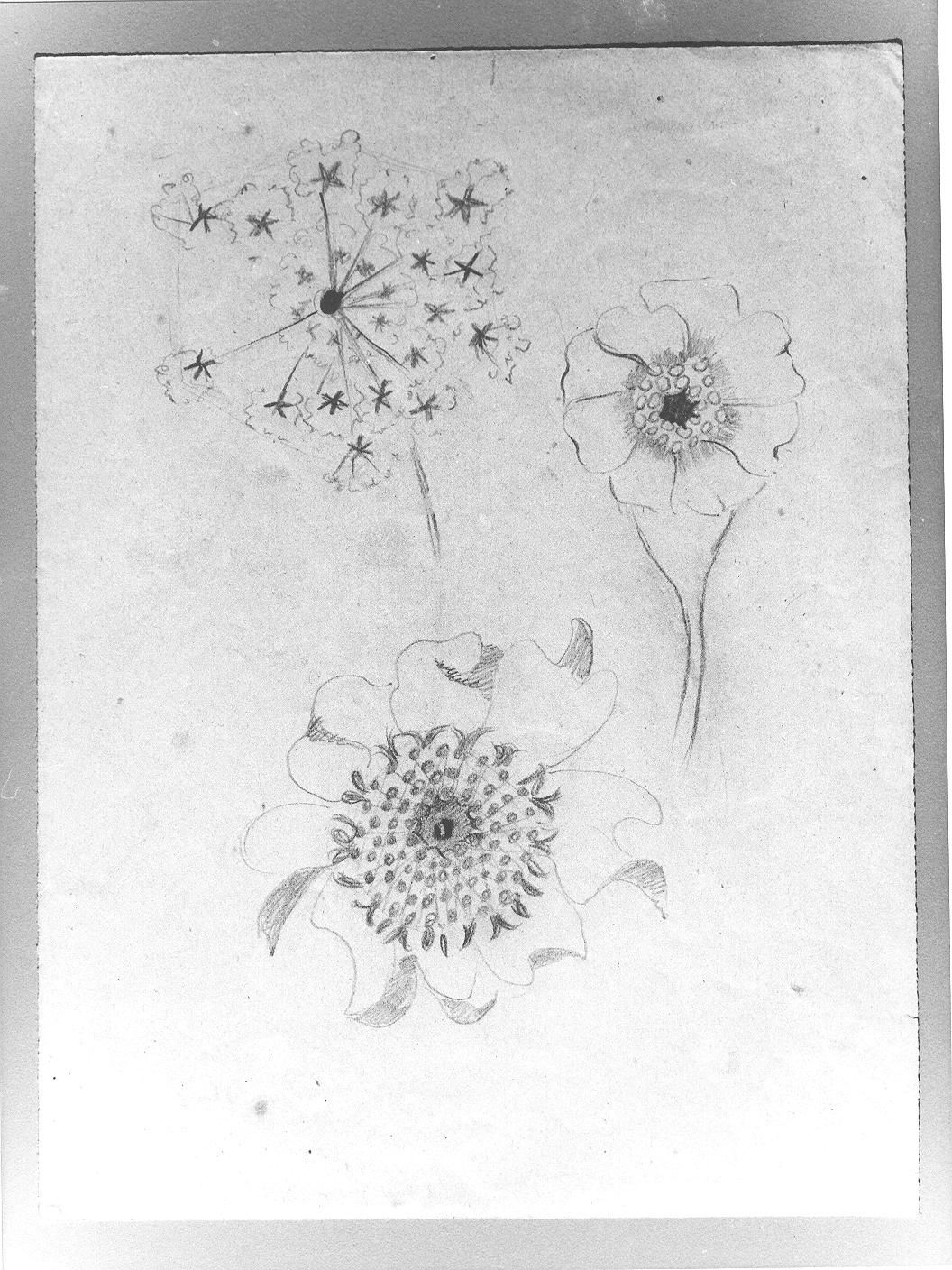 Studio di fiore (disegno) di Cassolo Bracchi Regina (attribuito) (sec. XX)