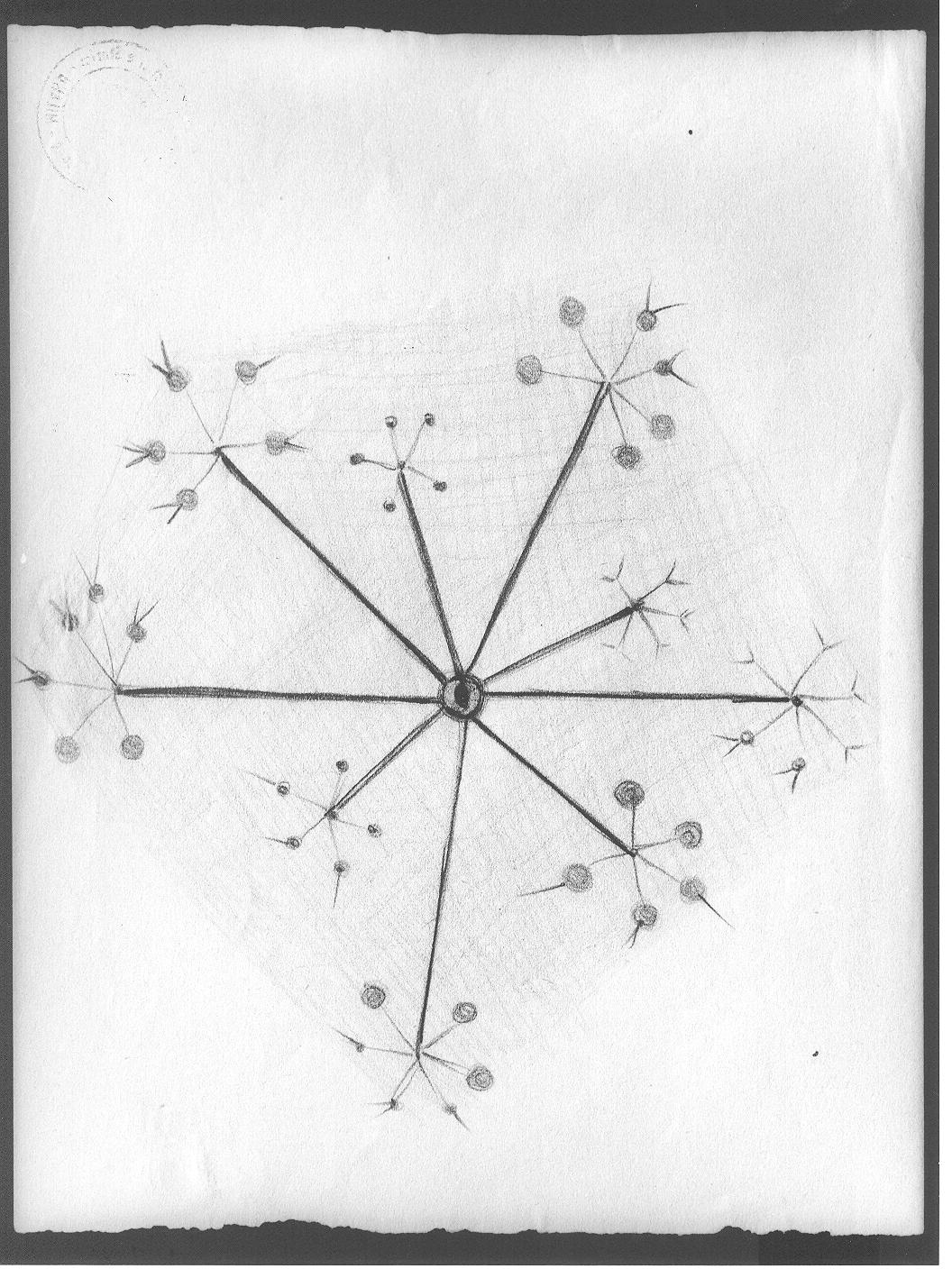 Studio di fiore (disegno) di Cassolo Bracchi Regina (attribuito) (sec. XX)