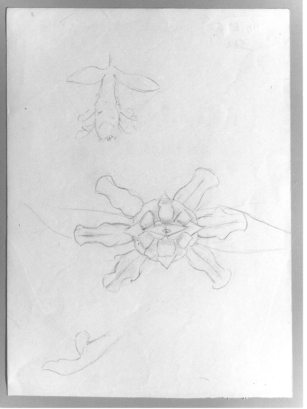 Studio di fiori (disegno) di Cassolo Bracchi Regina (attribuito) (sec. XX)