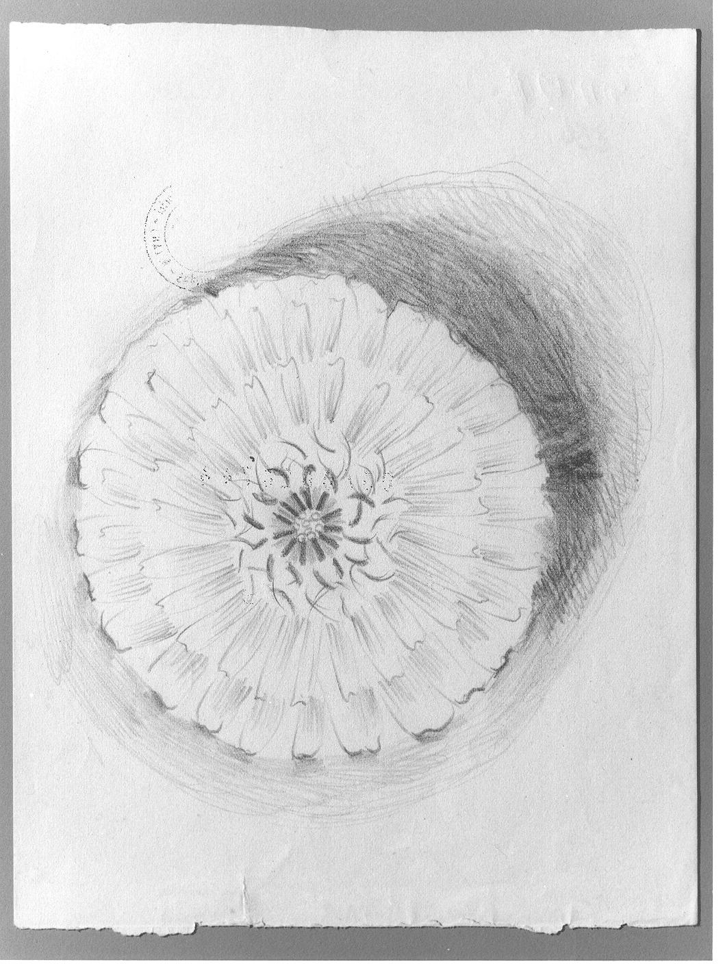 Studio di fiori (disegno) di Cassolo Bracchi Regina (attribuito) (sec. XX)
