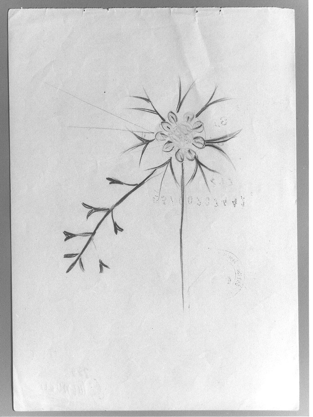 Studio di fiore/ Abbozzo di motivo vegetale (disegno) di Cassolo Bracchi Regina (attribuito) (sec. XX)