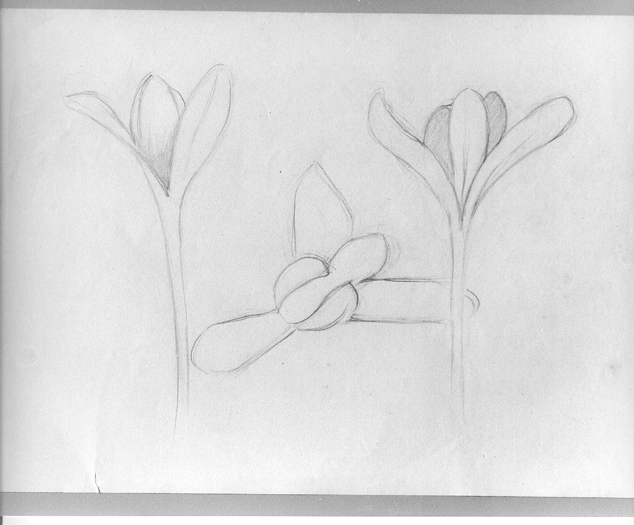 Studio di fiore (disegno) di Cassolo Bracchi Regina (attribuito) (sec. XX)