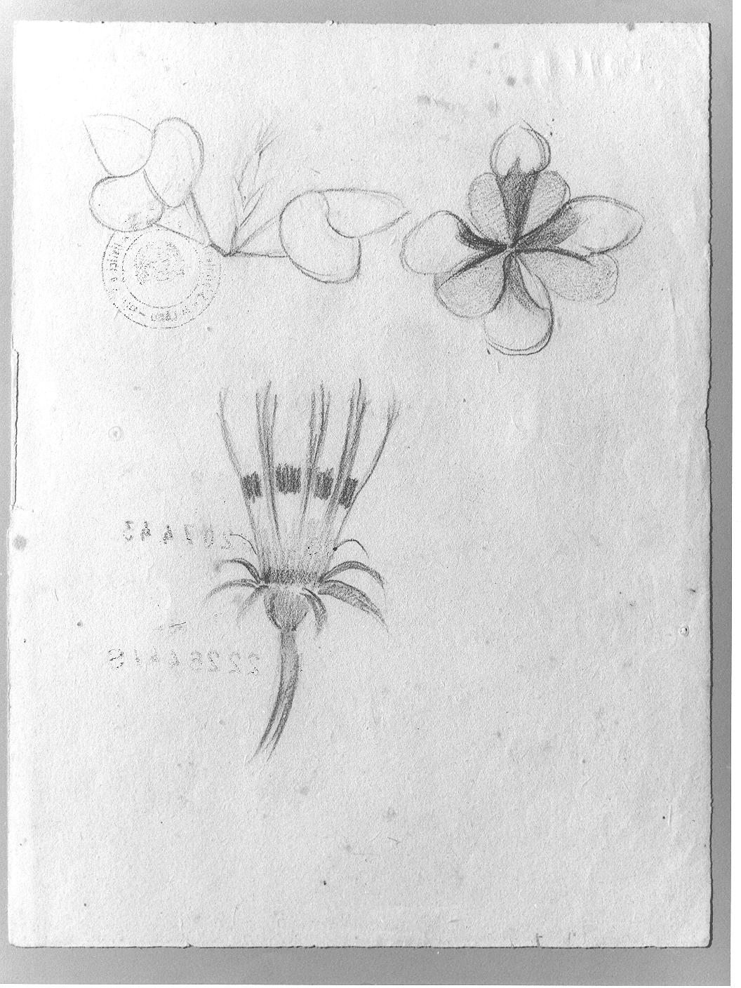 Studio di fiori (disegno) di Cassolo Bracchi Regina (attribuito) (sec. XX)