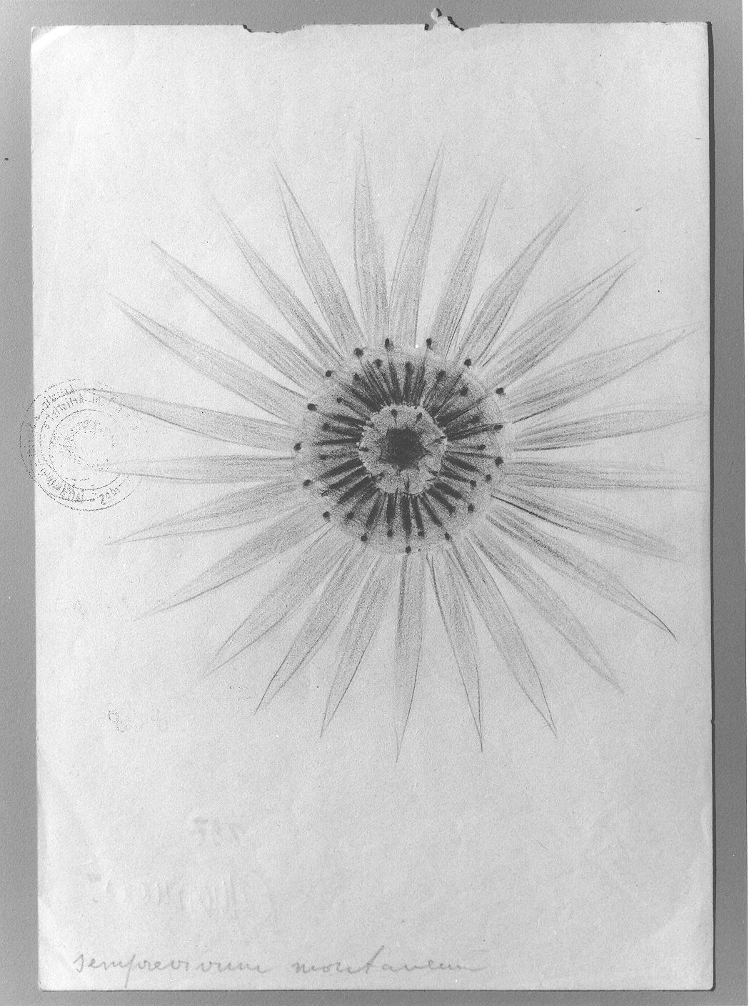 Studio di fiore (disegno) di Cassolo Bracchi Regina (attribuito) (sec. XX)