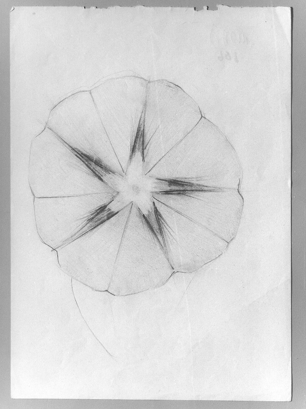 Studio di fiore (disegno) di Cassolo Bracchi Regina (attribuito) (sec. XX)