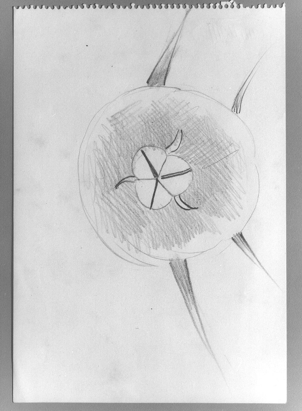 Studio di fiore (disegno) di Cassolo Bracchi Regina (attribuito) (sec. XX)