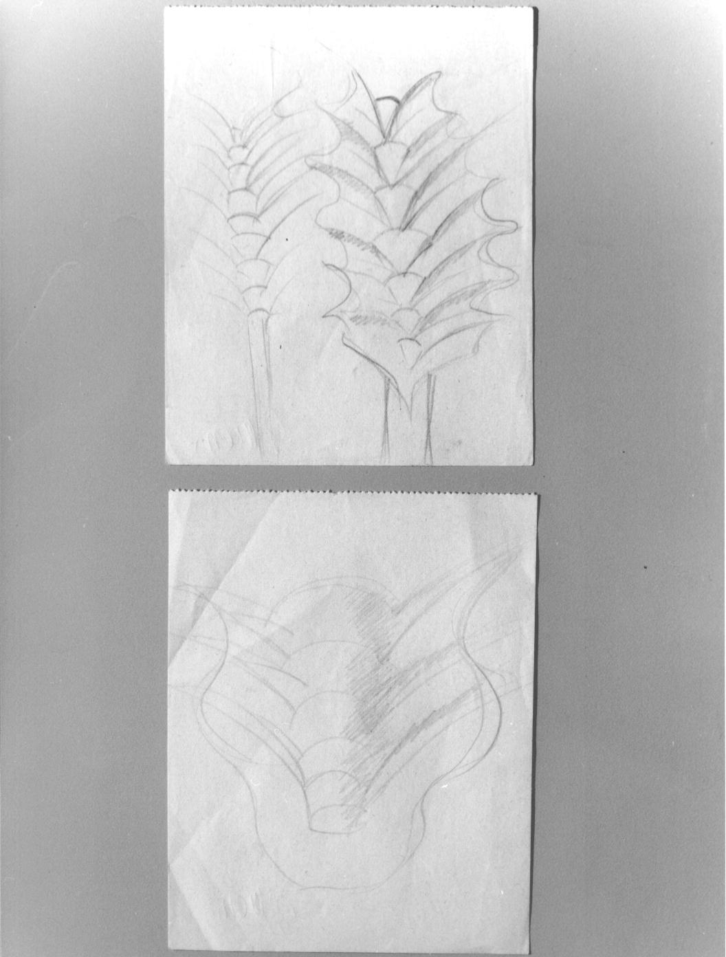 Studio di fiore (disegno) di Cassolo Bracchi Regina (attribuito) (sec. XX)