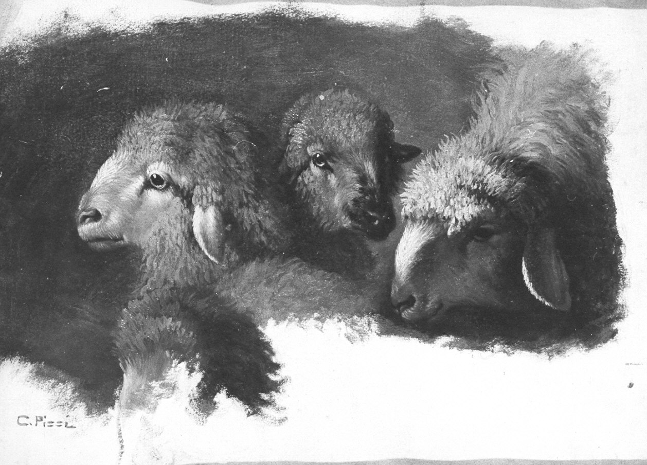 tre teste di pecore (dipinto, opera isolata) di Pizzi Carlo (sec. XIX)