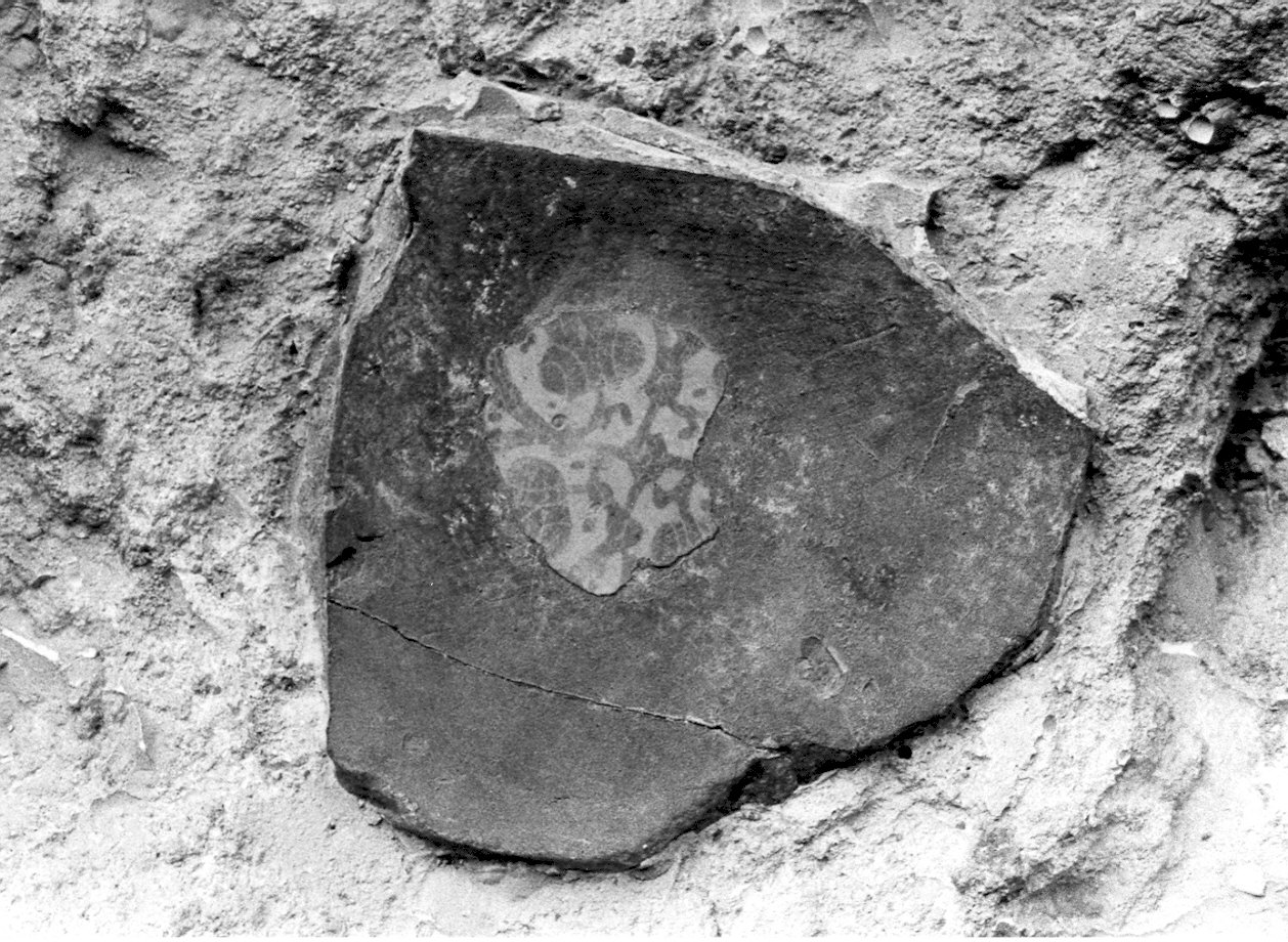 scodella, frammento - ambito egizio (sec. XII)