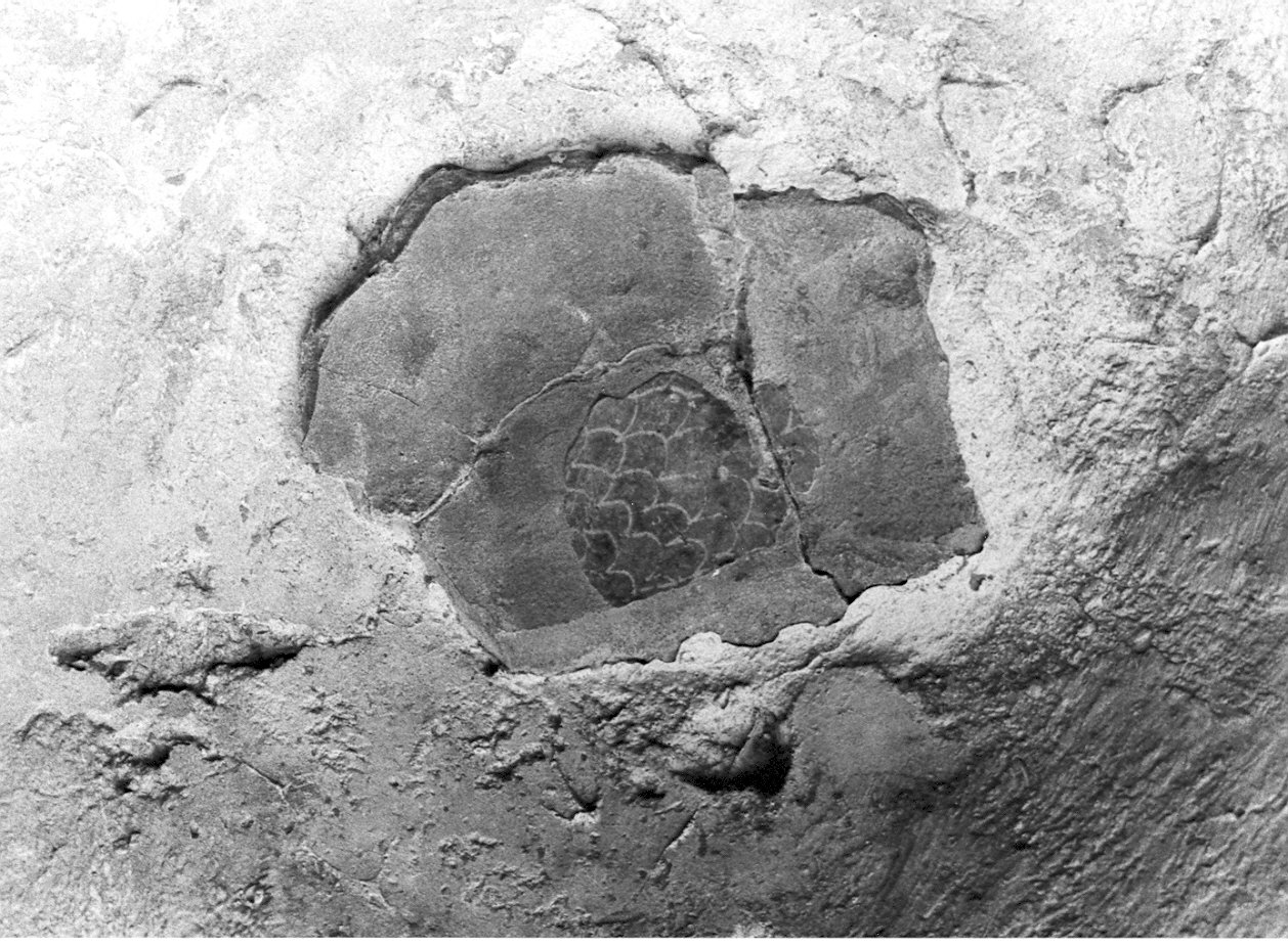 scodella, frammento - ambito egizio (sec. XII)