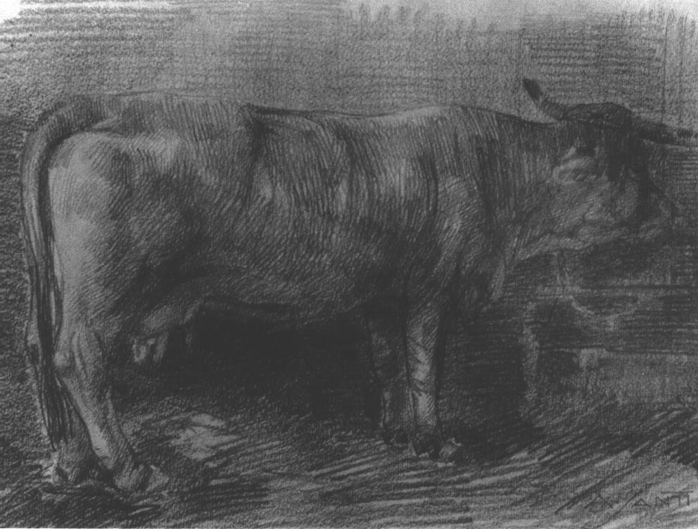 mucca (disegno) di Santi Archimede (inizio sec. XX)