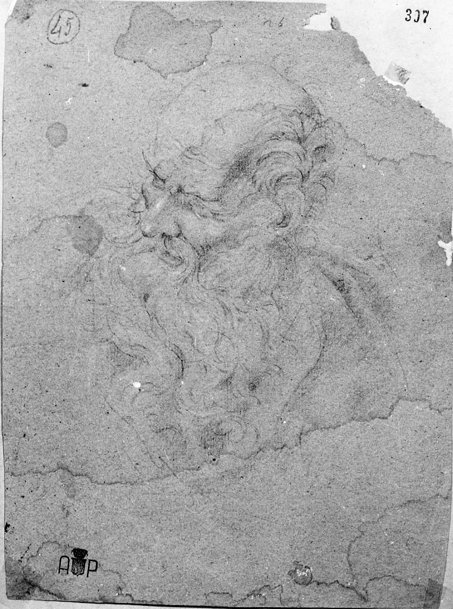 testa d'uomo anziano con barba (disegno) di Palucci Carlo (secc. XVII/ XVIII)