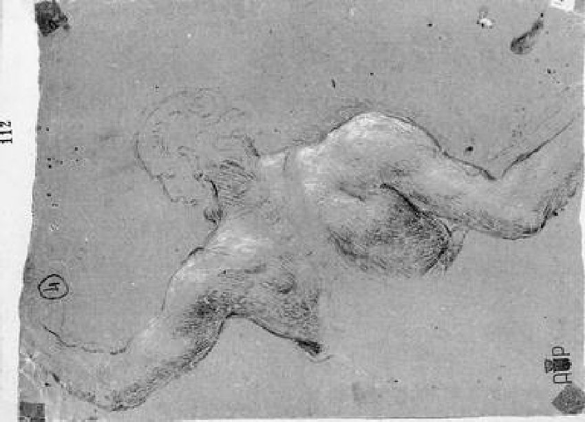 studio di torso maschile (disegno) di Pascali Domenico (sec. XVIII)