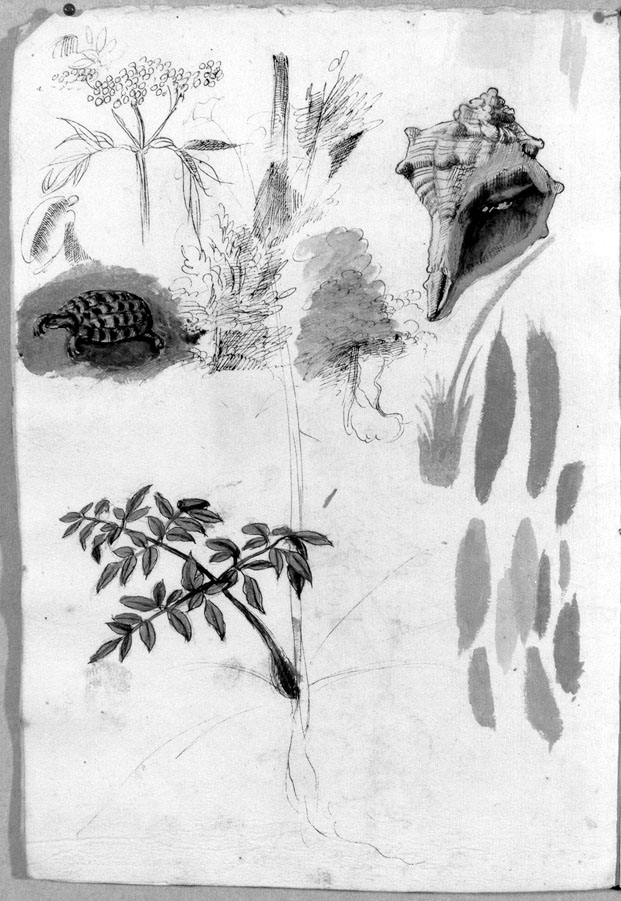 studio di piante di conchiglie e di tartaruga (disegno) di Cibo Gherardo (sec. XVI)