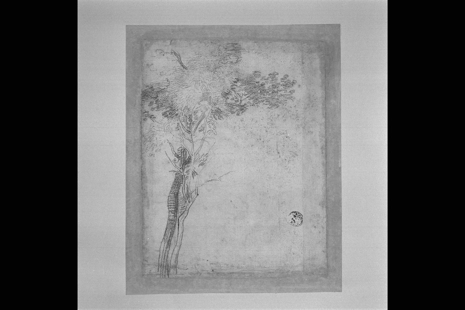 albero (disegno) di Fiori Federico detto Barocci (cerchia) (sec. XVII)