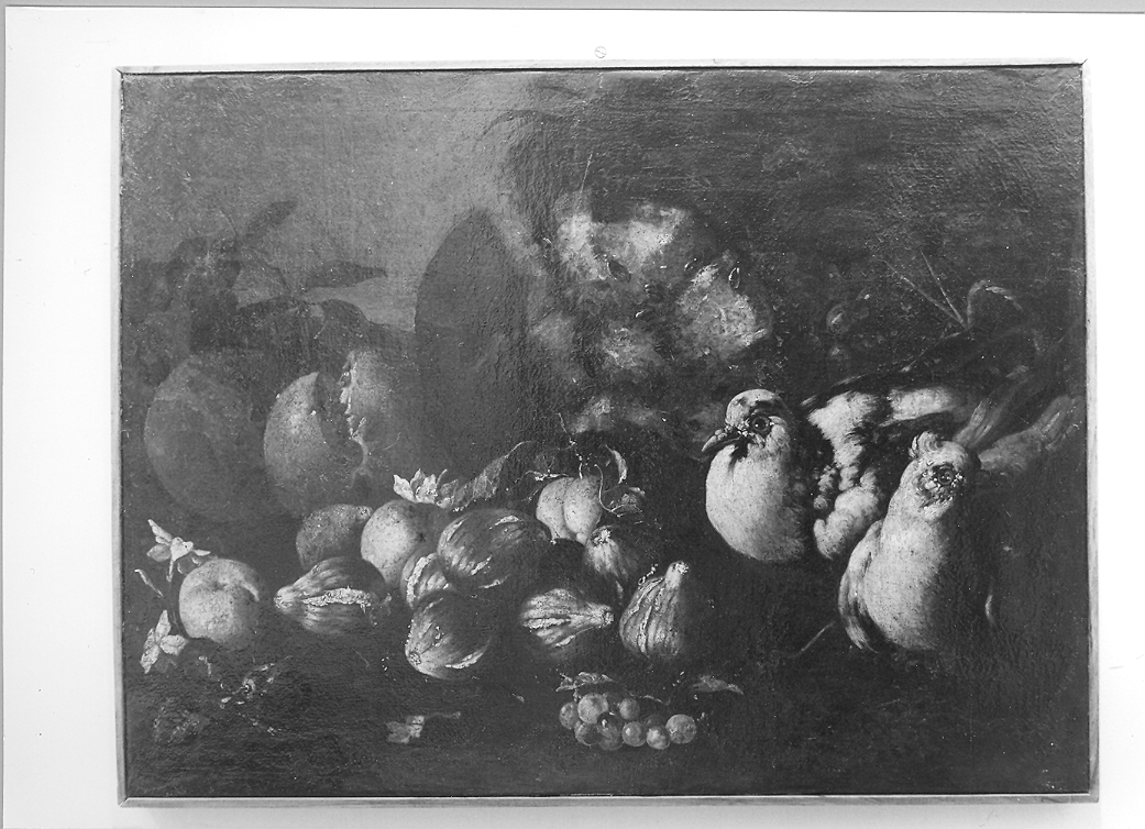 natura morta con due colombi (dipinto) di Castelli Giovanni Paolo detto Spadino (primo quarto sec. XVIII)
