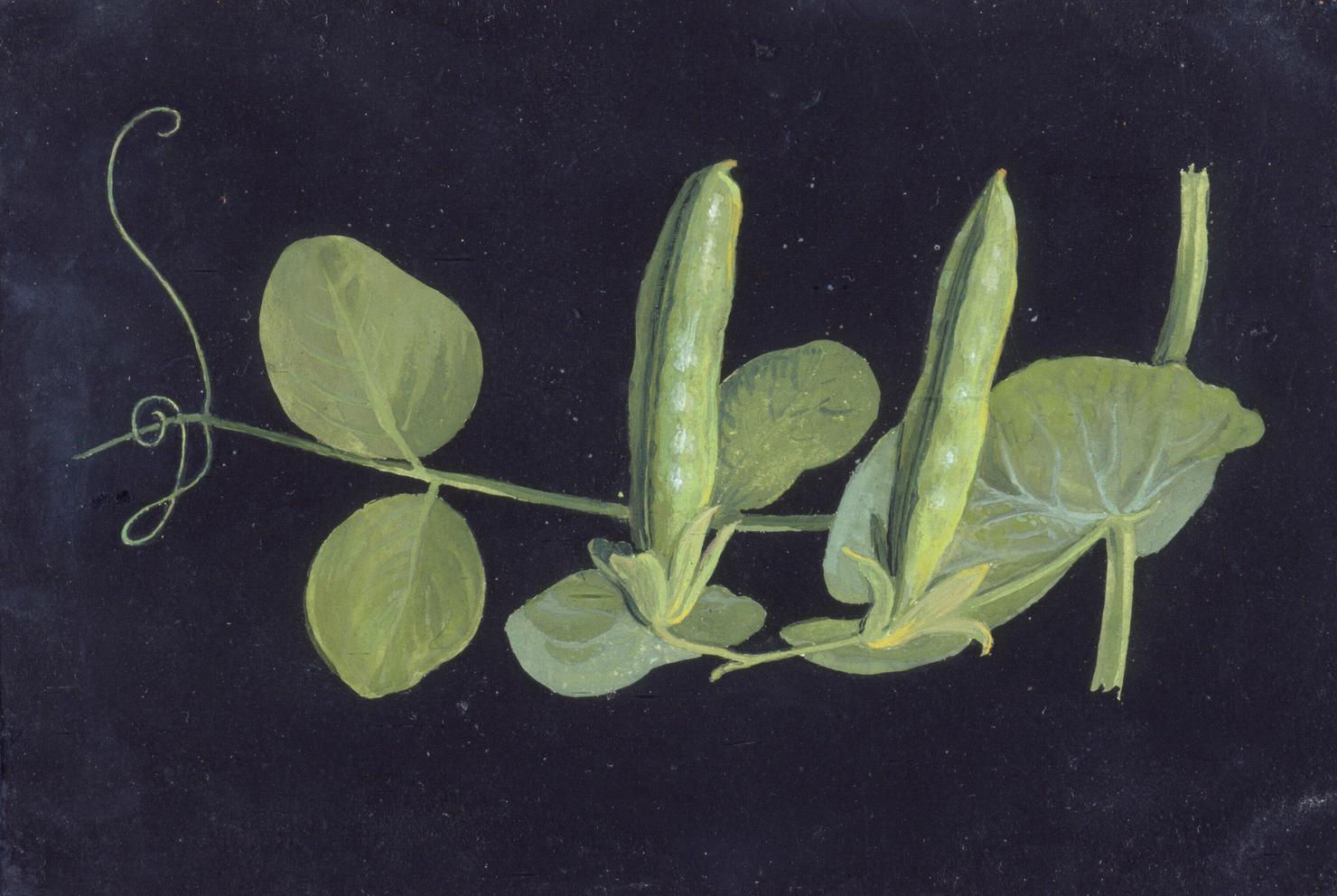 natura morta di verdura (dipinto) di Dori Antonio (sec. XIX)