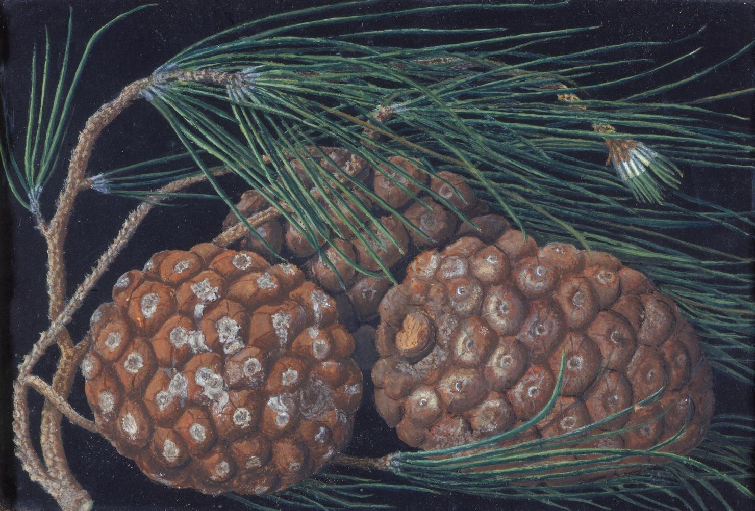 natura morta con frutta (dipinto) di Dori Assunta (sec. XIX)