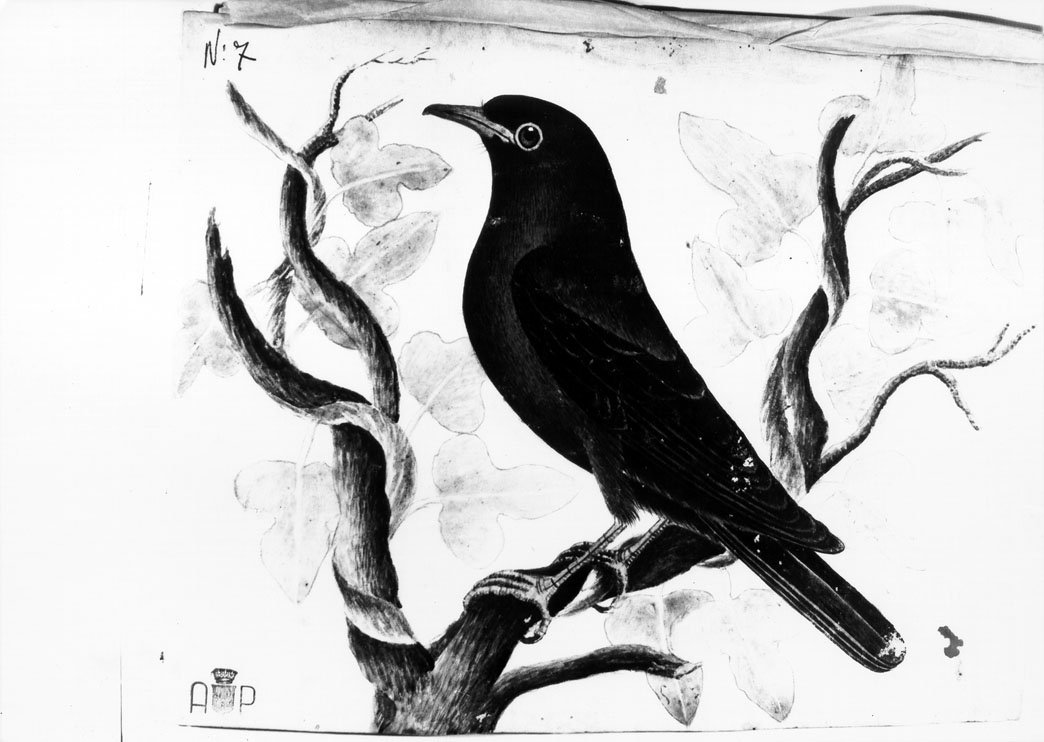 merlo (dipinto) di Cicala Piersante (sec. XVIII)