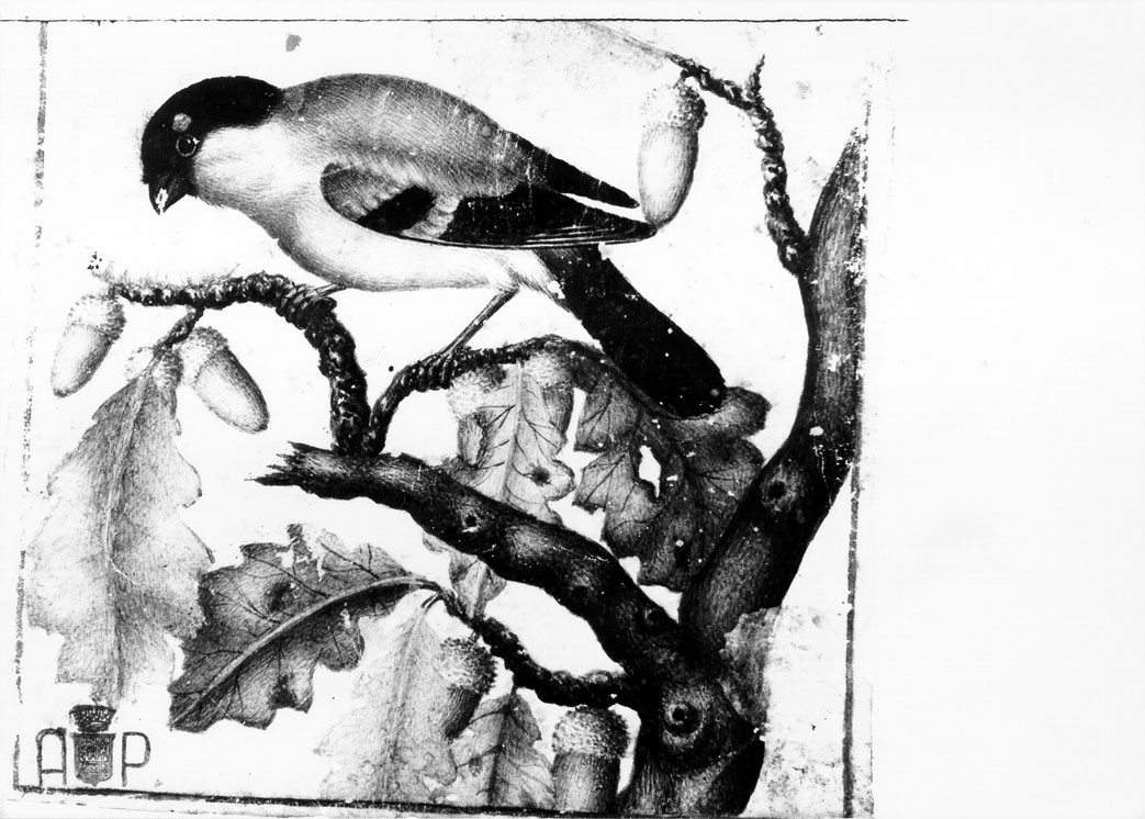 ciuffolotto (dipinto) di Cicala Piersante (sec. XVIII)