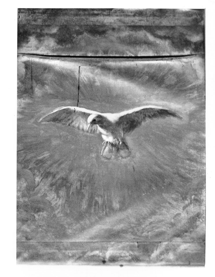 colomba dello Spirito Santo (dipinto) - ambito marchigiano (sec. XVIII)