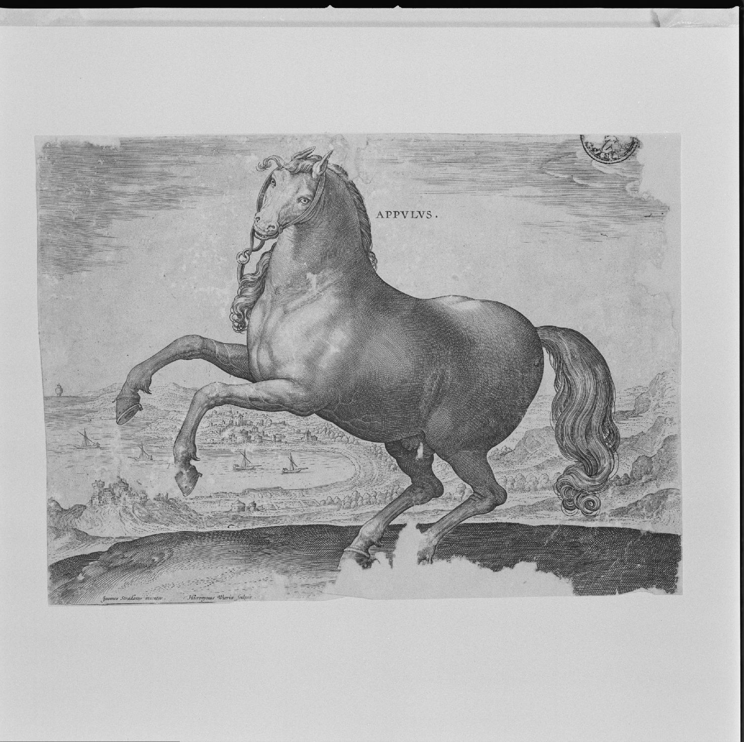 cavallo pugliese (stampa) di Wierix Hieronymus, Stradano Giovanni (secc. XVI/ XVII)