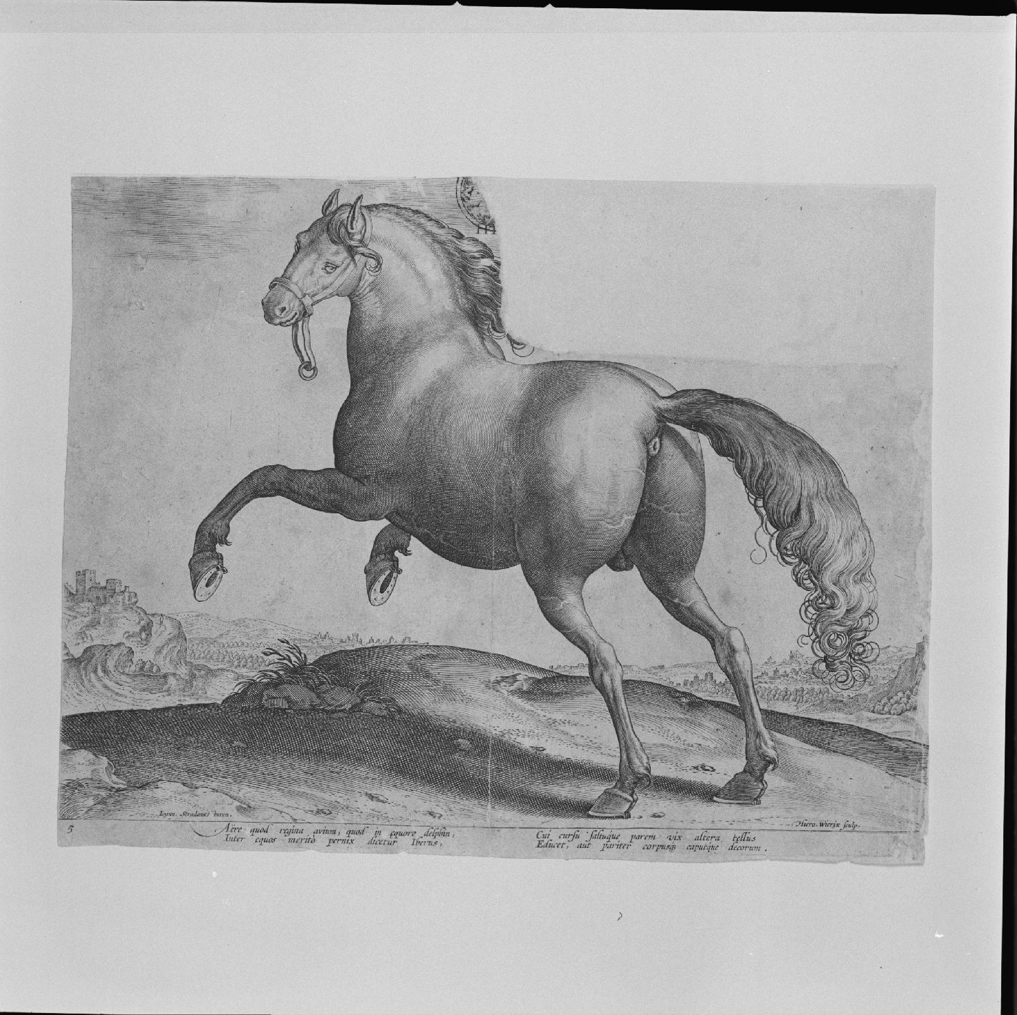 cavallo iberico (stampa) di Wierix Hieronymus, Stradano Giovanni (secc. XVI/ XVII)