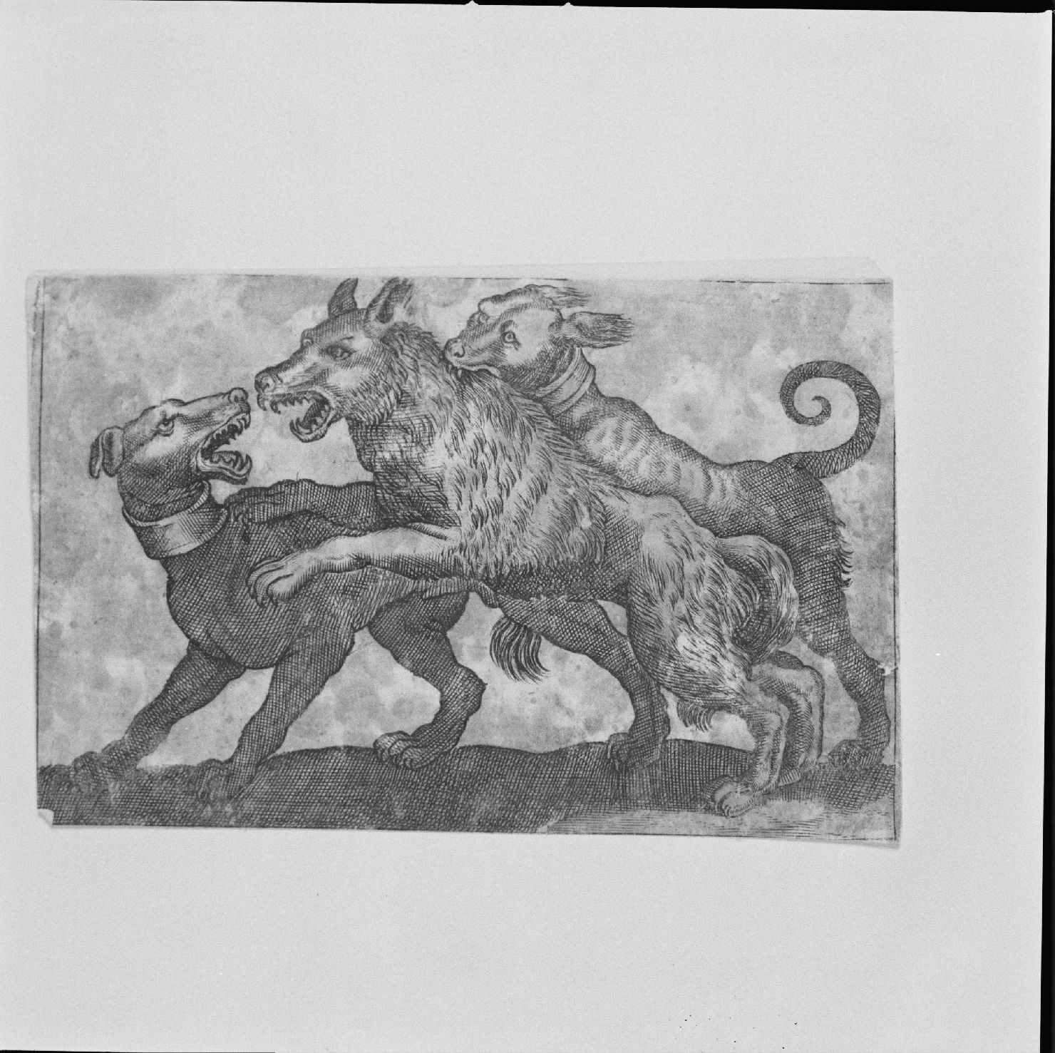 cani che assalgono un lupo (stampa) di Tempesta Antonio (attribuito) (secc. XVI/ XVII)