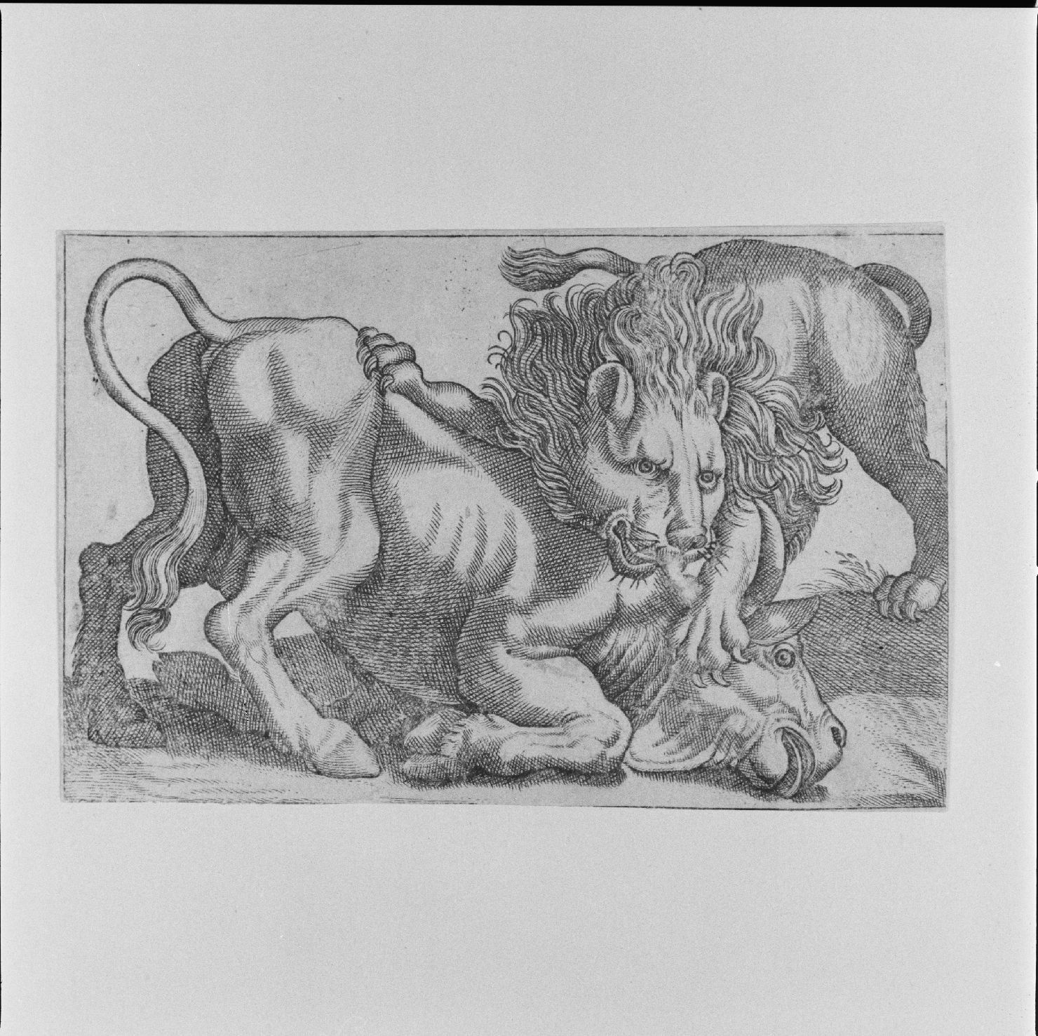 leone che azzanna un bue (stampa) di Tempesta Antonio (attribuito) (secc. XVI/ XVII)