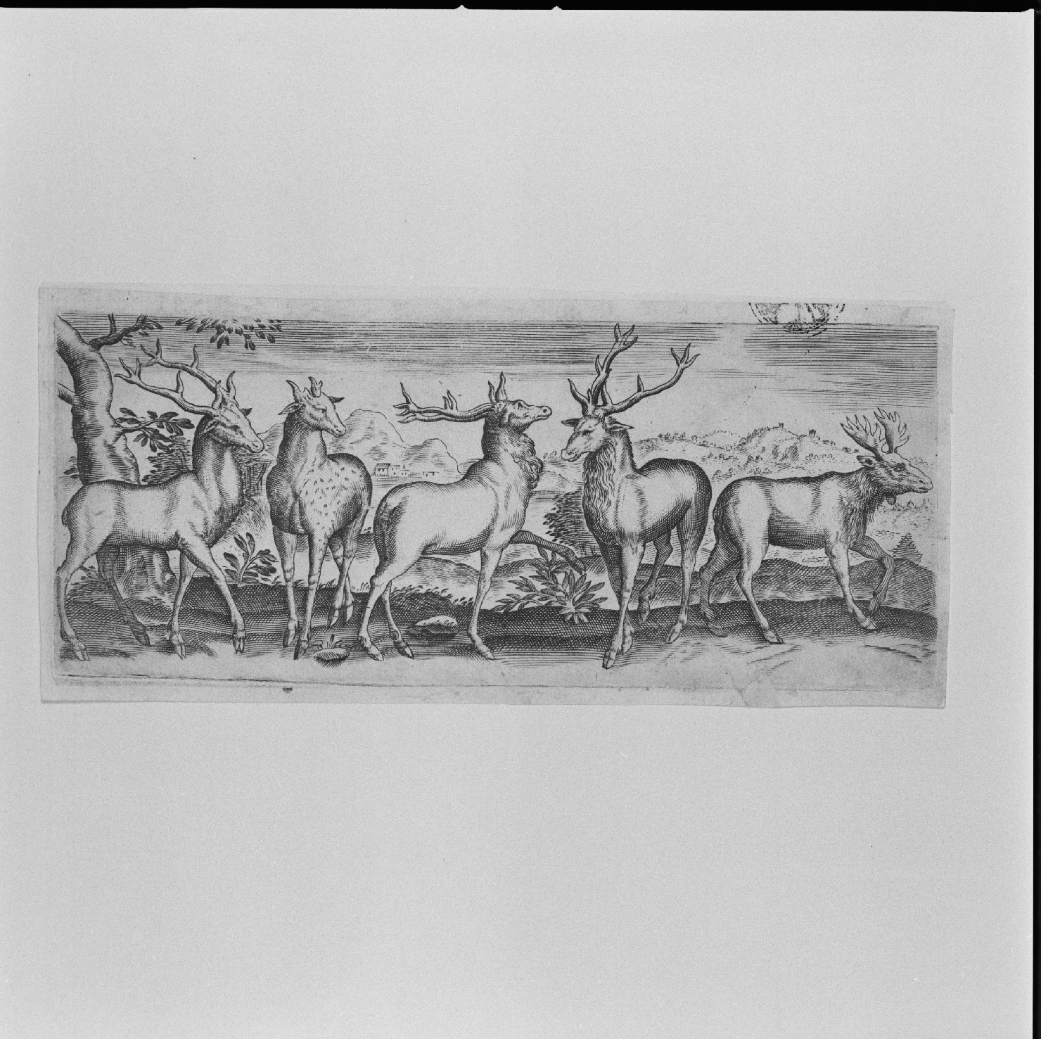 cervi (stampa) di Tempesta Antonio (attribuito) (secc. XVI/ XVII)