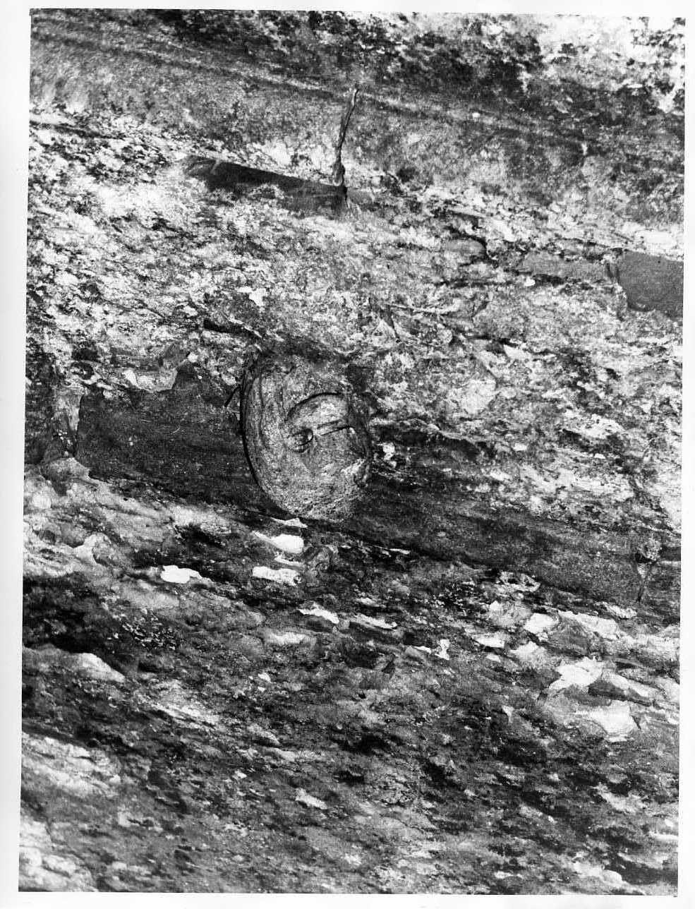 testa di leone (rilievo) - bottega Italia meridionale (secc. XIII/ XIV)