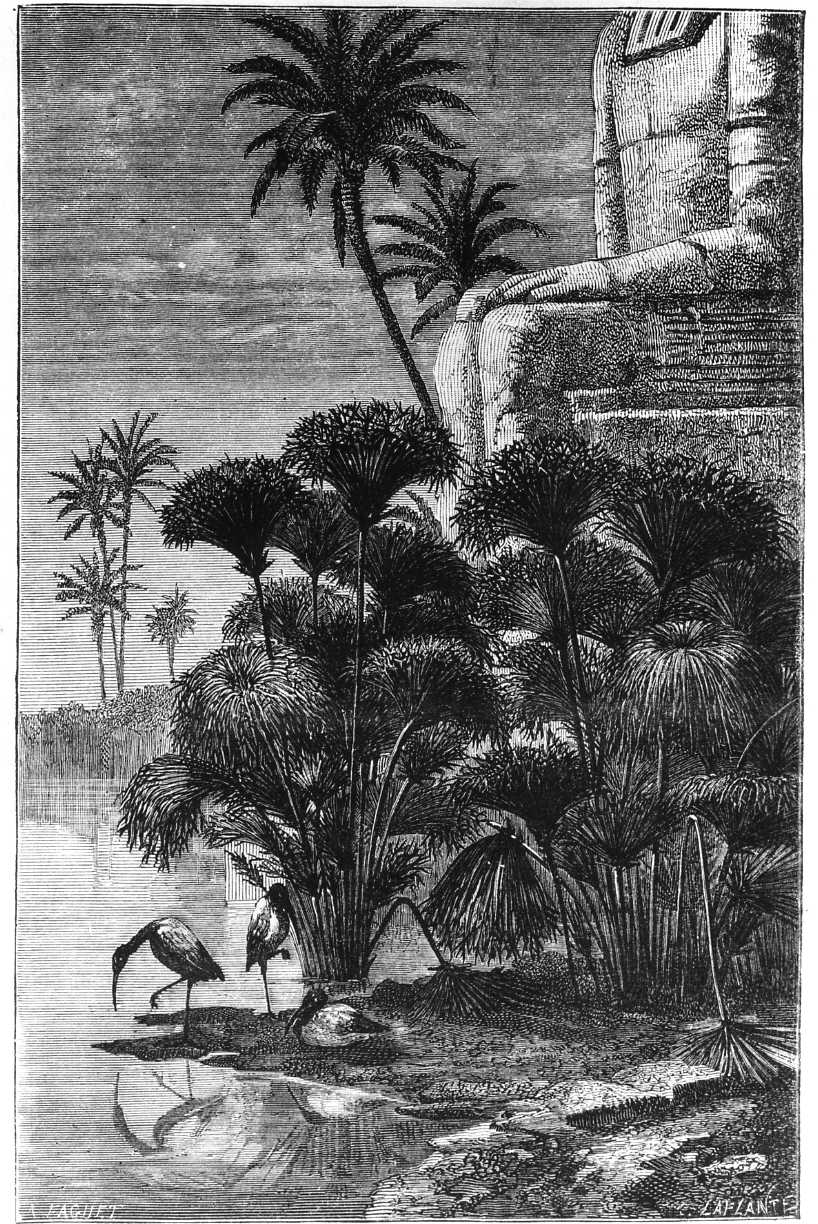 La pianta del papiro. Ciperus Papyrus (Linneo), la pianta del papiro (stampa) di Laplante Charles, Faguet A (sec. XIX)