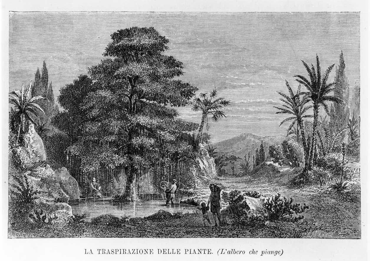 La traspirazione delle piante (l'albero che piange), la traspirazione delle piante (stampa) di Faguet A, Laplante Charles (sec. XIX)