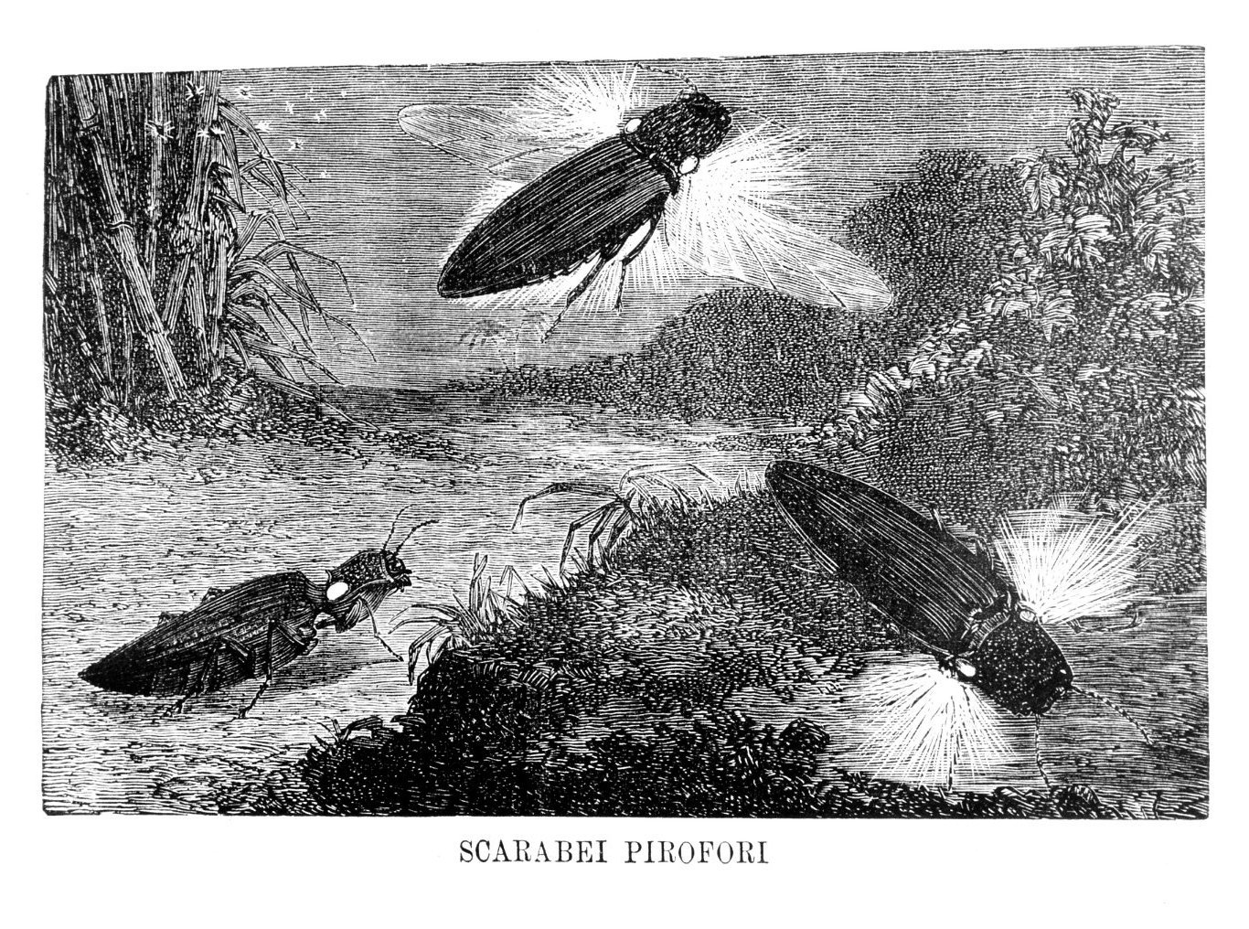 Scarabei pirofori, scarabei pirofori (stampa) - ambito italiano (?) (sec. XIX)