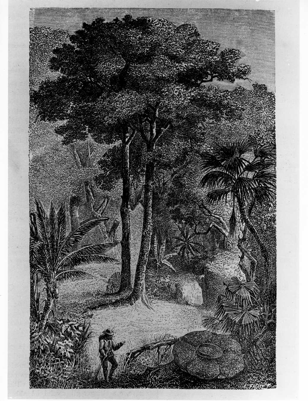 L'Upas di Giava o l'albero del veleno, l'albero del veleno (stampa) di Laplante Charles (attribuito), Faguet A (attribuito) (sec. XIX)