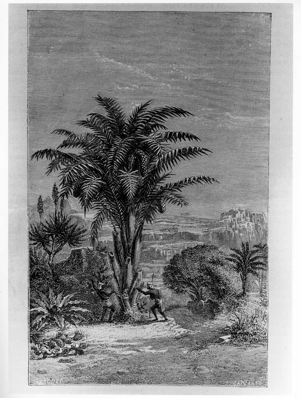 L'albero del vino (Sagus Vinifera), l'albero del vino (stampa) di Laplante Charles (attribuito) (sec. XIX)