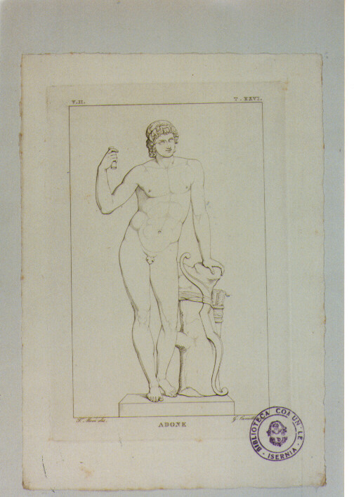 STATUA RAFFIGURANTE ADONE (stampa) di Anonimo, Camilli Gioacchino, Mori Ferdinando (sec. XIX)