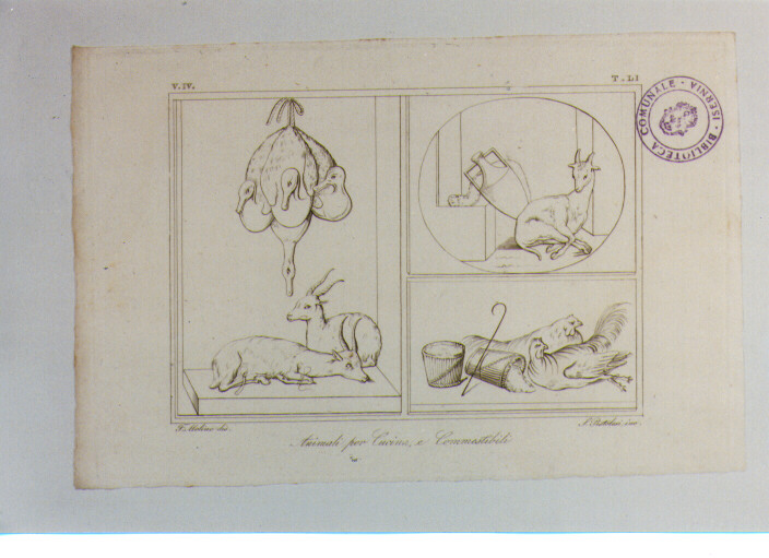 ANIMALI (stampa) di Anonimo, Pistolesi Saverio, Molino Filippo (sec. XIX)