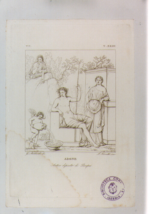 ADONE (stampa) di Anonimo, Ferretti Ludovico, Maldarelli Giovanni (sec. XIX)