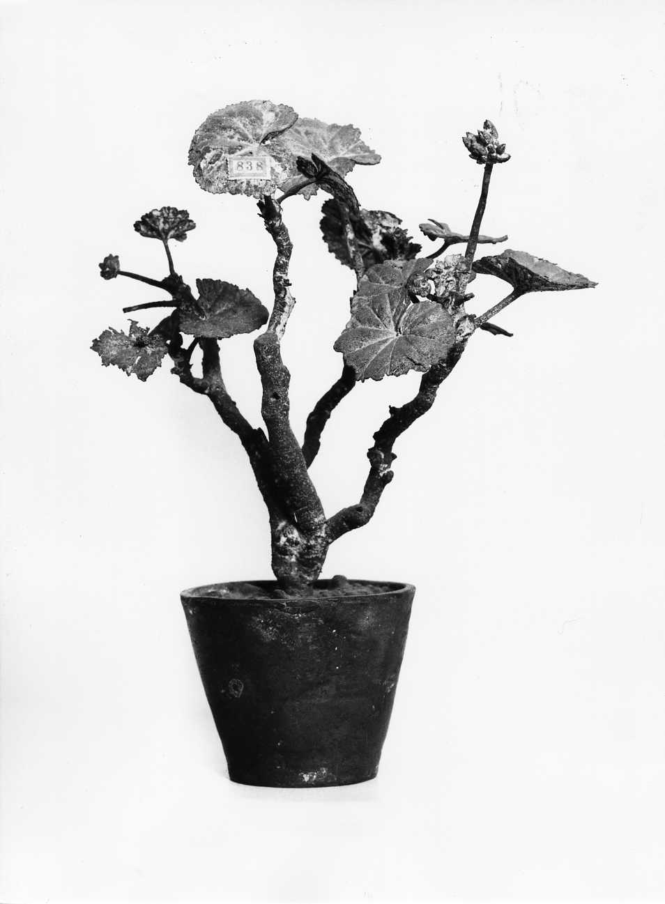 malvarosa, fiore (scultura, opera isolata) - fabbrica de Luca (sec. XIX)