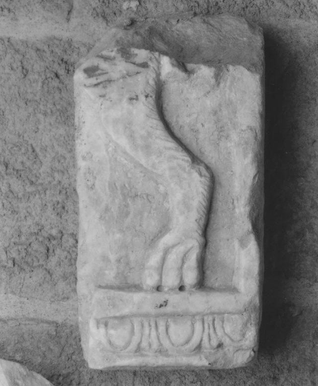 Pluteo