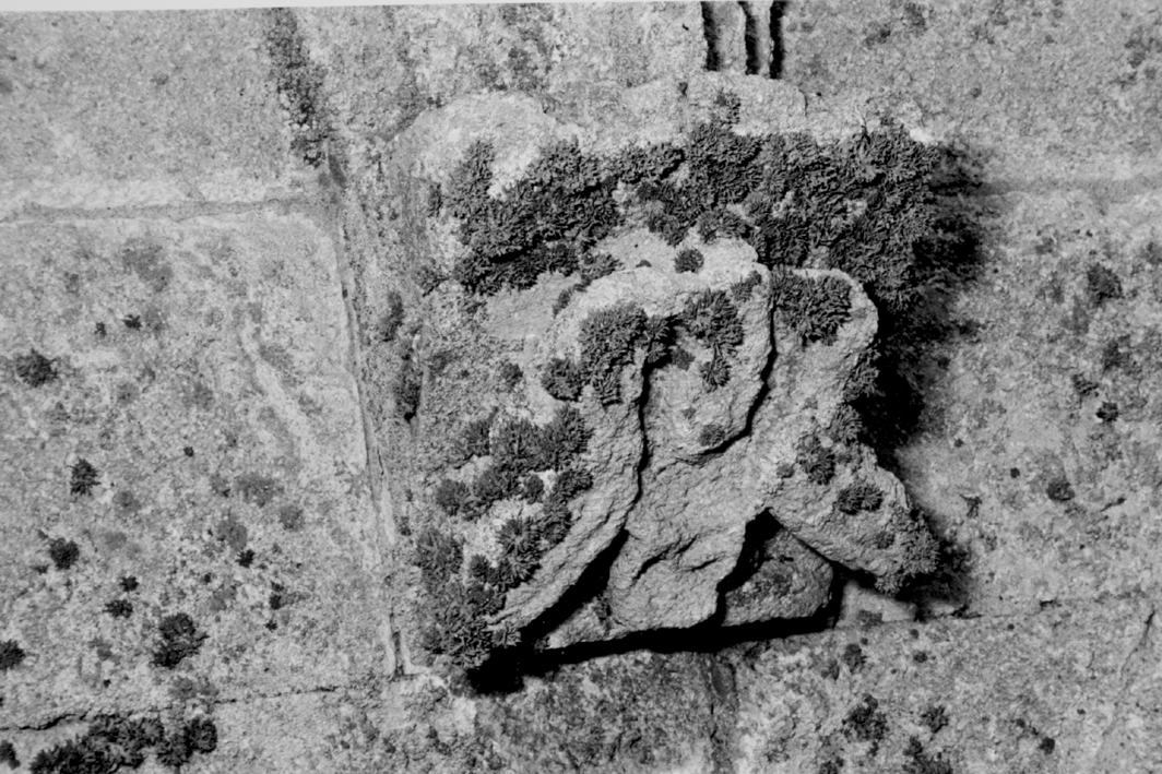 Figura antropomorfa (mensola architettonica)