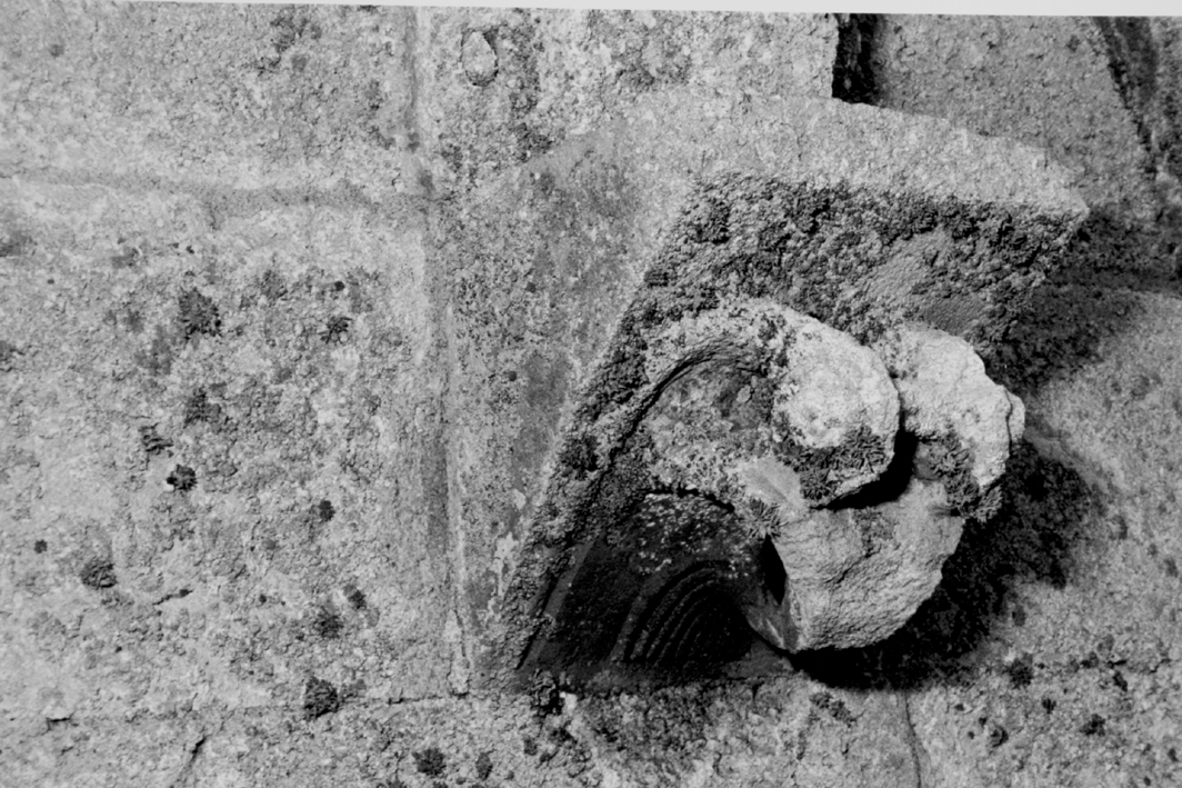Motivo decorativo fitomorfo (mensola architettonica)