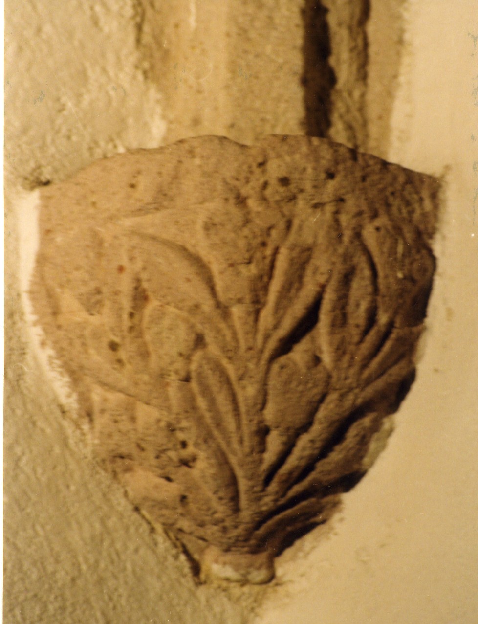 Peduccio - angolare