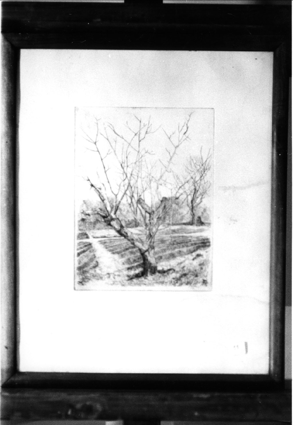 Il vecchio ciliegio, paesaggio con alberi (stampa)