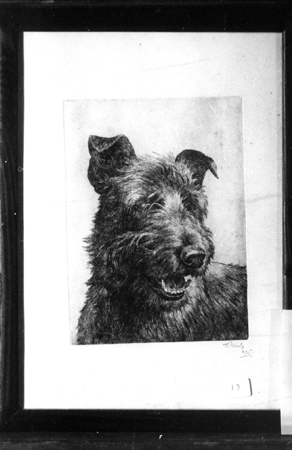 Spinone, cane (stampa)