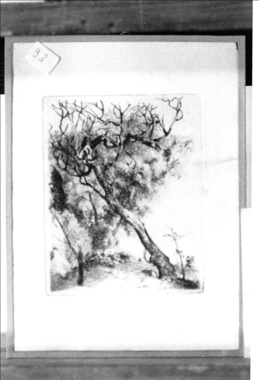 Vecchio albero, albero (stampa) di Dessy Stanislao (prima metà sec. XX)