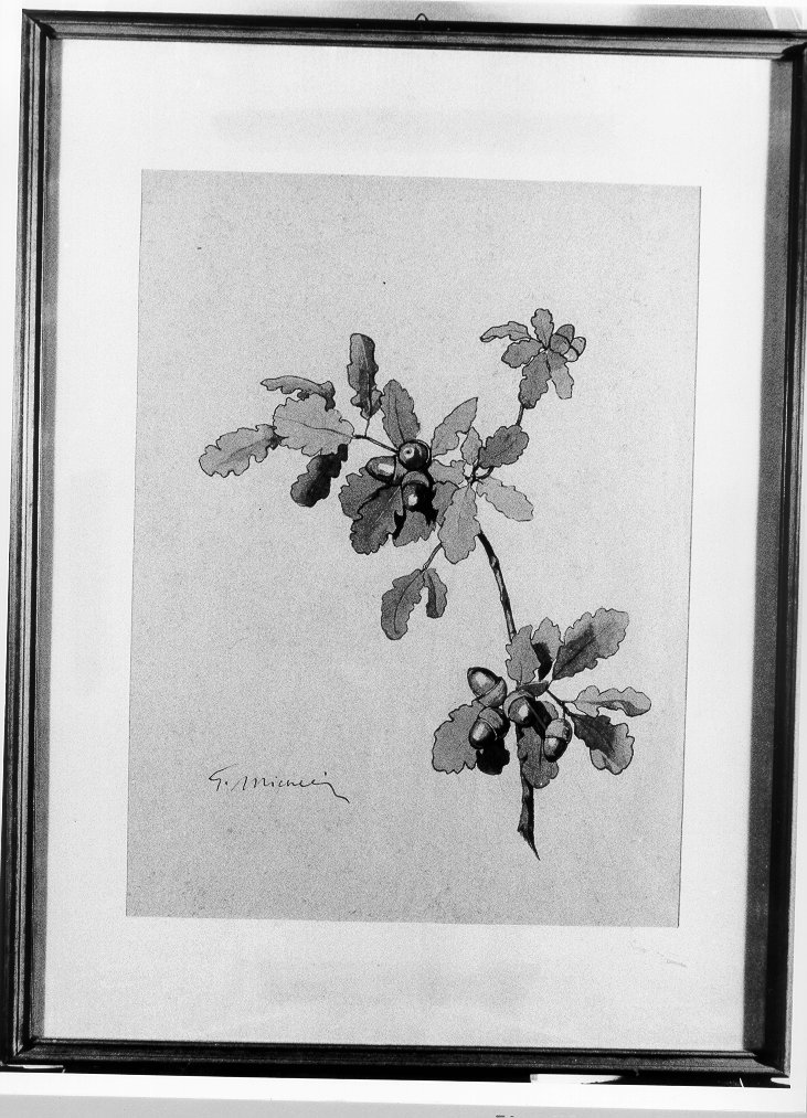 natura morta (disegno, serie) di Micheli Guglielmo (primo quarto sec. XX)