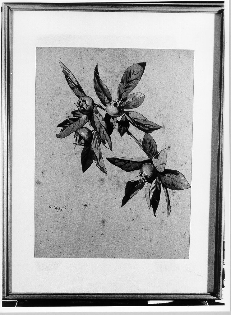 natura morta (disegno, serie) di Micheli Guglielmo (primo quarto sec. XX)