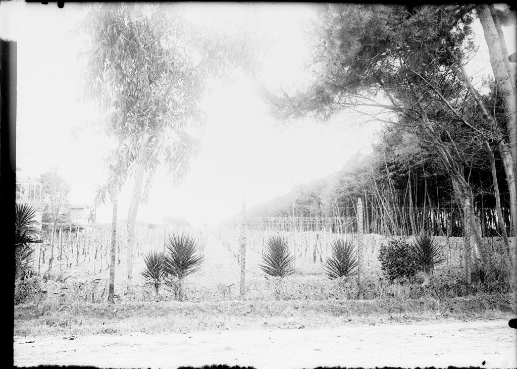 Lido di Camaiore - Vedute (negativo) di Pierini (XIX/ XX)